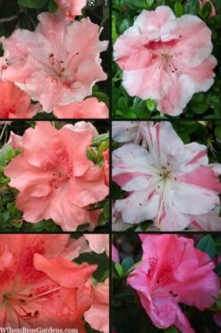 Hilda Niblett Azalea - 2 Gallon Pot -Hydrangeas Zone azalea hilda niblett 100