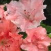 Hilda Niblett Azalea - 2 Gallon Pot 2 Hilda Niblett Azalea - 2 Gallon Pot -Hydrangeas Zone azalea hilda niblett 11