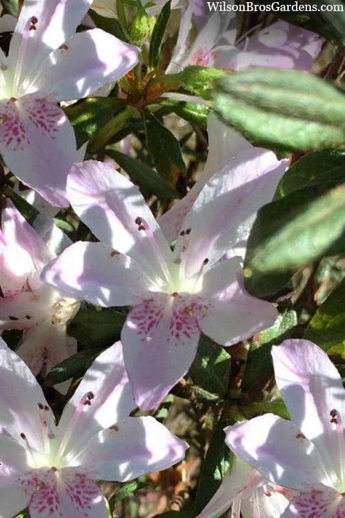 Lilacina Southern Indica Azalea - 3 Gallon Pot 3 Lilacina Southern Indica Azalea - 3 Gallon Pot