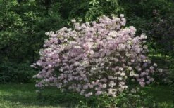 Lilacina Southern Indica Azalea - 3 Gallon Pot 9 Lilacina Southern Indica Azalea - 3 Gallon Pot -Hydrangeas Zone azalea indica lilacina 6