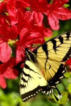 Midnight Flare Azalea - 3 Gallon Pot -Hydrangeas Zone azalea midnight flare 20