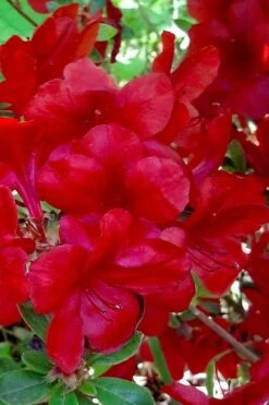Midnight Flare Azalea - 3 Gallon Pot -Hydrangeas Zone azalea midnight flare 21