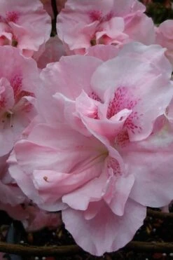Nancy Of Robin Hill Azalea - 3 Gallon Pot -Hydrangeas Zone azalea nancy at robin hill 1