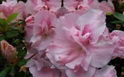 Nancy Of Robin Hill Azalea - 3 Gallon Pot -Hydrangeas Zone azalea nancy of robin hill 3