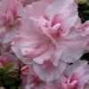 Nancy Of Robin Hill Azalea - 3 Gallon Pot -Hydrangeas Zone azalea nancy of robin hill 4