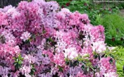 Northlake Beauty Azalea - 1 Gallon Pot -Hydrangeas Zone azalea northlake beauty 13