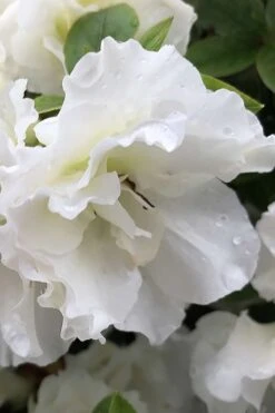 Perfecto Mundo Double White Reblooming Azalea - 2 Gallon Pot -Hydrangeas Zone azalea perfecto mondo double white 1