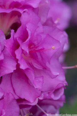 Perfecto Mundo Double Purple Reblooming Azalea - 1 Gallon Pot -Hydrangeas Zone azalea perfecto mondo double20purple 1 1