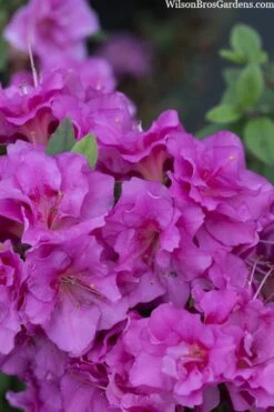 Perfecto Mundo Double Purple Reblooming Azalea - 3 Gallon Pot -Hydrangeas Zone azalea perfecto mondo double20purple 3