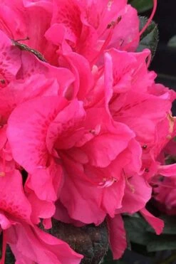 Perfecto Mundo Double Dark Pink Reblooming Azalea - 2 Gallon Pot -Hydrangeas Zone azalea perfecto mundo double dark pink 1