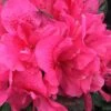 Perfecto Mundo Double Dark Pink Reblooming Azalea - 3 Gallon Pot 2 Perfecto Mundo Double Dark Pink Reblooming Azalea - 3 Gallon Pot -Hydrangeas Zone azalea perfecto mundo double dark pink 2 1