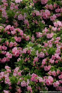 Perfecto Mundo Double Pink Reblooming Azalea - 3 Gallon Pot -Hydrangeas Zone azalea perfecto mundo double pink 1