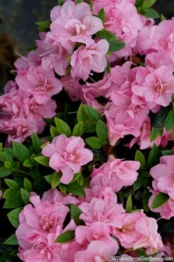 Perfecto Mundo Double Pink Reblooming Azalea - 3 Gallon Pot -Hydrangeas Zone azalea perfecto mundo double pink 2
