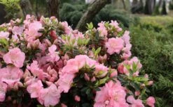 Perfecto Mundo Double Pink Reblooming Azalea - 3 Gallon Pot -Hydrangeas Zone azalea perfecto mundo double pink 5