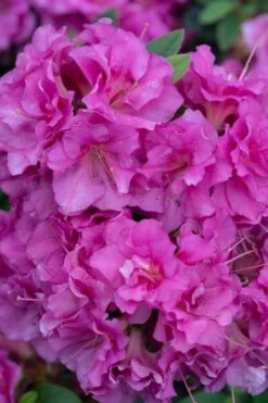 Perfecto Mundo Double Purple Reblooming Azalea - 1 Gallon Pot -Hydrangeas Zone azalea perfecto mundo double purple 500x750 2