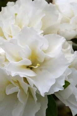 Perfecto Mundo Double White Reblooming Azalea - 2 Gallon Pot -Hydrangeas Zone azalea perfecto mundo double white 6