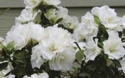Perfecto Mundo Double White Reblooming Azalea - 2 Gallon Pot -Hydrangeas Zone azalea perfecto mundo double white 9