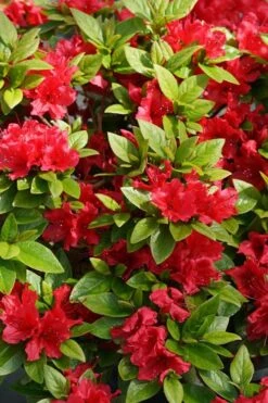 Perfecto Mundo Red Reblooming Azalea - 1 Gallon Pot 14 Perfecto Mundo Red Reblooming Azalea - 1 Gallon Pot -Hydrangeas Zone azalea perfecto mundo red 2 1