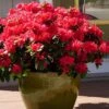 Perfecto Mundo Red Reblooming Azalea - 3 Pack Of Quart Pots -Hydrangeas Zone azalea perfecto mundo red 3