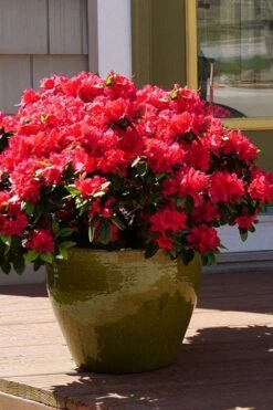 Perfecto Mundo Red Reblooming Azalea - 3 Pack Of Quart Pots