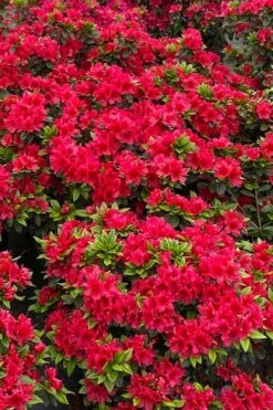 Perfecto Mundo Red Reblooming Azalea - 1 Gallon Pot 13 Perfecto Mundo Red Reblooming Azalea - 1 Gallon Pot -Hydrangeas Zone azalea perfecto mundo red 5 1