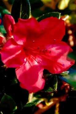 Perfecto Mundo Red Reblooming Azalea - 1 Gallon Pot 15 Perfecto Mundo Red Reblooming Azalea - 1 Gallon Pot -Hydrangeas Zone azalea perfecto mundo red 6 1