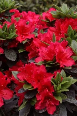 Perfecto Mundo Red Reblooming Azalea - 3 Pack Of Quart Pots -Hydrangeas Zone azalea perfecto mundo red 8