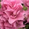 Perfecto Mundo Double Pink Reblooming Azalea - 3 Gallon Pot -Hydrangeas Zone azalea perfectomundo double pink 101