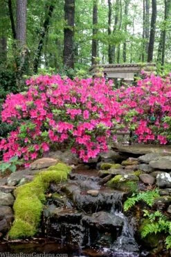 Pink Formosa Azalea - 6 Pack Of 1 Gallon Pots -Hydrangeas Zone azalea pink formosa 2