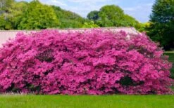 Pink Formosa Azalea - 6 Pack Of 1 Gallon Pots -Hydrangeas Zone azalea pink formosa 4