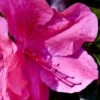 Pink Formosa Azalea - 1 Gallon Pot -Hydrangeas Zone azalea pink formosa 5 1
