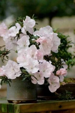 Tsuki No Shimo Satsuki Azalea - 1 Gallon Pot -Hydrangeas Zone azalea satsuki tsuki no shimo 101