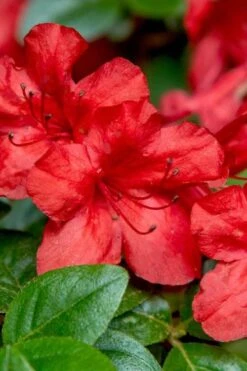 Stewartstonian Azalea - 1 Gallon Pot -Hydrangeas Zone azalea stewartstonian 2