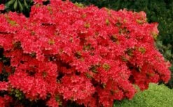 Stewartstonian Azalea - 1 Gallon Pot -Hydrangeas Zone azalea stewartstonian 3