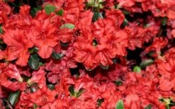 Stewartstonian Azalea - 1 Gallon Pot -Hydrangeas Zone azalea stewartstonian 4