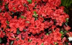 Stewartstonian Azalea - 1 Gallon Pot -Hydrangeas Zone azalea stewartstonian 6