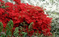 Stewartstonian Azalea - 1 Gallon Pot -Hydrangeas Zone azalea stewartstonian 7