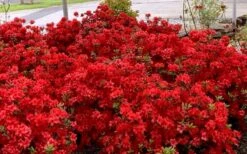 Stewartstonian Azalea - 1 Gallon Pot -Hydrangeas Zone azalea stewartstonian 8