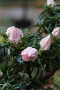 Tsuki No Shimo Satsuki Azalea - 1 Gallon Pot -Hydrangeas Zone azalea tsuki no shimo 2