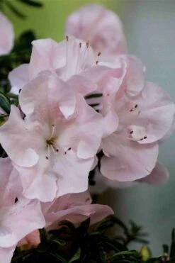 Tsuki No Shimo Satsuki Azalea - 1 Gallon Pot -Hydrangeas Zone azalea tsuki no shimo 3