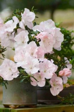 Tsuki No Shimo Satsuki Azalea - 1 Gallon Pot -Hydrangeas Zone azalea tsuki no shimo 6