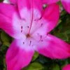 Vibrant Azalea (Harris Hybrid) - 3 Gallon Pot -Hydrangeas Zone azalea vibrant 100 1