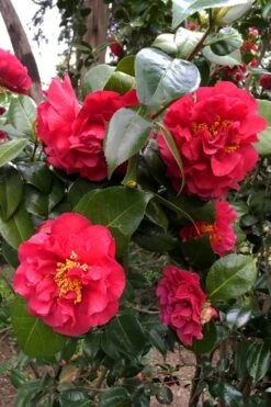 Turandot Camellia Japonica - 3 Gallon Pot -Hydrangeas Zone caellia turandot 20