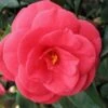 Arctic Rose Cold Hardy Red Camellia - 1 Gallon Pot -Hydrangeas Zone camellia arctic rose 1 1