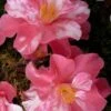 Coral Delight Camellia Hybrid - 3 Gallon Pot -Hydrangeas Zone camellia coral delight 4