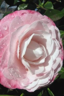 Desire Camellia Japonica - 1 Gallon Pot -Hydrangeas Zone camellia desire 2