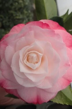 Desire Camellia Japonica - 1 Gallon Pot -Hydrangeas Zone camellia desire 3