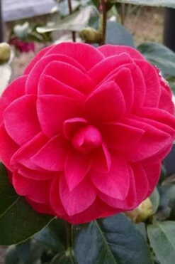 Glen 40 Camellia Japonica - 3 Gallon Pot -Hydrangeas Zone camellia glen 40 2