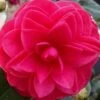 Glen 40 Camellia Japonica - 3 Gallon Pot -Hydrangeas Zone camellia glen 40 2 thumbnail
