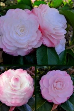 Guest Star Camellia Japonica - 3 Gallon Pot -Hydrangeas Zone camellia guest star 3